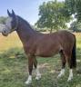 Caballo entero PFS Poni Françés de Silla En venta 2023 Bayo por GREATSTAR EMBET TILIA