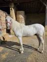 Caballo castrado PRE Pura Raza Española En venta 2011 Tordo por QUIEBRO 2 Pura Raza Espanola