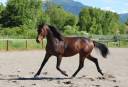 Caballo entero Silla Francés En venta 2023 Bayo