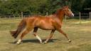 Yegua de ganadería PFS Poni Françés de Silla En venta 2022 Alazán por Follow me fast