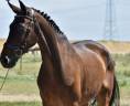 Caballo castrado Caballo de Deporte Alemán En venta 2016 Bayo moreno