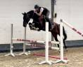 Yegua KWPN Caballo de Deporte Neerlandés En venta 2021 Negro