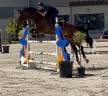 Caballo castrado sBs Caballo de Deporte Belga En venta 2019 Bayo moreno