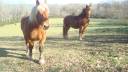 Caballo castrado Tiro En venta 2009 Alazán por nimbus 67