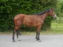 Caballo castrado Silla Francés En venta 2020 Bayo por Putch des Isles