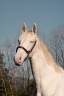 Caballo entero PRE Pura Raza Española En venta 2023 Perlino por ODIN ONIX