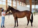 Yegua Silla Francés En venta 2023 Bayo por Itoki de Riverland