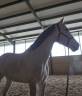 Caballo para salto en venta