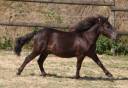 Potro Shetland En venta 2024 Negro por ICARE DE CABUE
