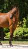 Caballo castrado Pura Sangre Inglés En venta 2022 Bayo