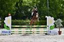 Caballo castrado Silla Francés En venta 2021 Alazán por CANDY DE NANTUEL