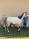 Caballo castrado Connemara En venta 2022 Tordo por FORTUNA DE L'OUBLAN