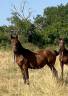 Potranca Silla Francés En venta 2024 Bayo por papillon de l odyssee