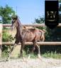 Potro KWPN Caballo de Deporte Neerlandés En venta 2025 Negro por VITALIS