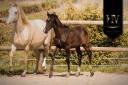 Potro KWPN Caballo de Deporte Neerlandés En venta 2025 Negro por VITALIS