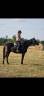 Caballo castrado Trotón Francés En venta 2021 Negro