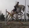 Caballo castrado Knabstrup En venta 2015 Appaloosa