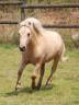 Caballo castrado Shetland En venta 2022 Palomino por HIP HIP HIP DES ISLES