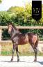 Potranca KWPN Caballo de Deporte Neerlandés En venta 2025 Isabelo por Qaside MD