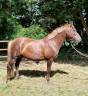 Caballo castrado Connemara En venta 2021 Alazán tostado por TITUS DE LIAF