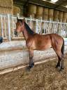Caballo castrado Connemara En venta 2024 Bayo por FORTUNA DE L'OUBLAN