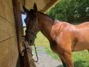 Caballo castrado Cob En venta 2020 Bayo