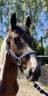 Caballo castrado Origen No Constatado En venta 2021 Pío
