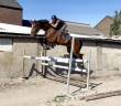 Caballo castrado KWPN Caballo de Deporte Neerlandés En venta 2019 Bayo