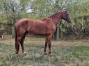 Caballo castrado Silla Francés En venta 2021 Alazán
