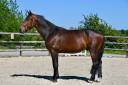 Caballo castrado Silla Francés En venta 2021 Bayo por CORNET OBOLENSKY