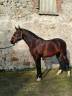 Caballo entero Lusitano En venta 2019 Bayo por JOKER