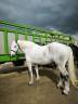 Yegua Percheron En venta 2019 Blanco