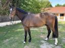 Caballo castrado Silla Francés En venta 2018 Bayo moreno por CASALL