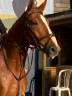 Caballo castrado Silla Francés En venta 2020 Alazán por Putch des Isles