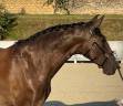 Yegua Lusitano En venta 2020 Negro por Fuego FG