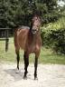 Yegua sBs Caballo de Deporte Belga En venta 2019 Bayo moreno por JOBOLENSKY SITTE