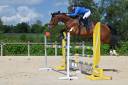 Yegua KWPN Caballo de Deporte Neerlandés En venta 2018 Bayo por Lyjanero