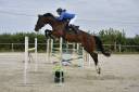 Yegua KWPN Caballo de Deporte Neerlandés En venta 2018 Bayo por Lyjanero
