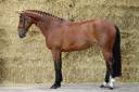 Yegua KWPN Caballo de Deporte Neerlandés En venta 2020 Bayo por TANGELO VAN DE ZUUTHOEVE