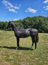 Caballo entero Pura Sangre En venta 2024 Tordo