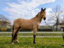 Caballo castrado PRE Pura Raza Española En venta 2021 Isabelo