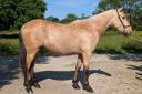Caballo castrado PRE Pura Raza Española En venta 2022 Isabelo