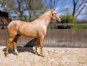 Caballo entero PRE Pura Raza Española En venta 2022 Palomino por SE TIZIANO