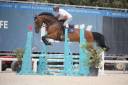 Yegua BWP Caballo de Sangre Belga En venta 2019 Bayo por BURGGRAAF