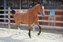 Yegua BWP Caballo de Sangre Belga En venta 2021 Bayo por Hardrock Z