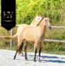 Potranca Lusitano En venta 2023 Isabelo por Jasmim plus