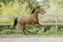 Caballo castrado Lusitano En venta 2019 Bayo por Escorial
