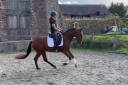 Caballo castrado Lusitano En venta 2019 Bayo por Escorial