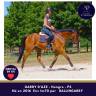 Caballo castrado Pura Sangre En venta 2016 Bayo