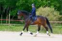 Caballo castrado KWPN Caballo de Deporte Neerlandés En venta 2020 Bayo moreno por TOTO'S DESIGN US